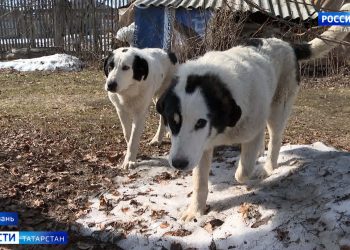 В поселке Отары алабаи пугают местных жителей