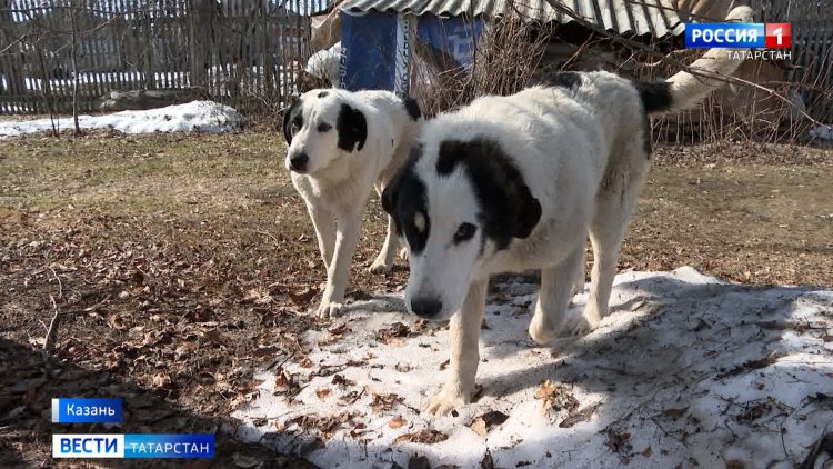 В поселке Отары алабаи пугают местных жителей