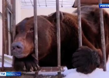 Госкомитет РТ по биоресурсам внес изменения в список редких видов животных и растений