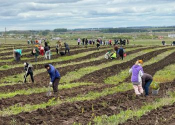 В Менделеевске на экофестивале по нацпроекту высадили 70 тыс. деревьев