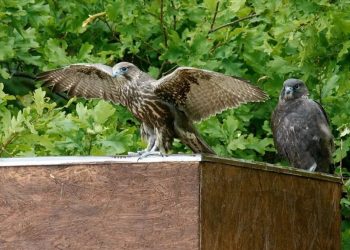 Проект Минэкологии РТ стал финалистом премии «Хрустальный компас»