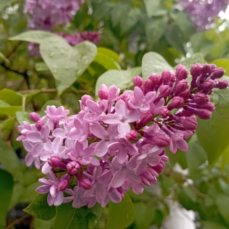 Татарстан дулкынында (19.05.24)