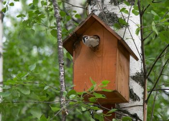 В Казани проведут серию орнитологических экскурсий