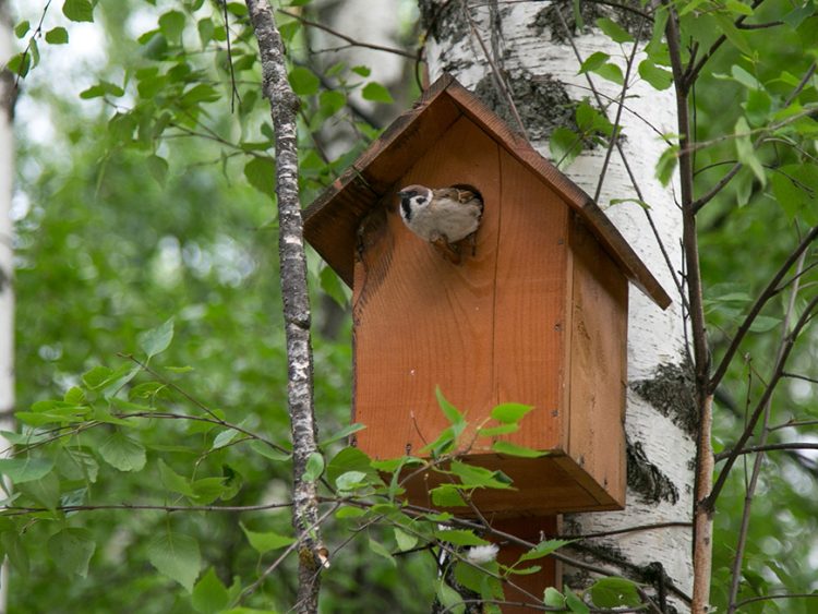 В Казани проведут серию орнитологических экскурсий