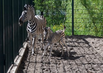 В казанском зооботсаду впервые родилась зебра