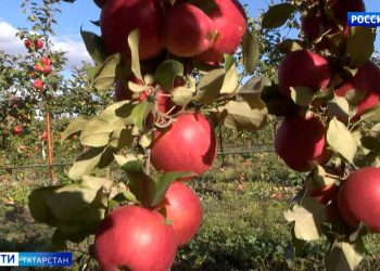 Татарстанские эксперты рассказали, как спасти урожай от заморозков