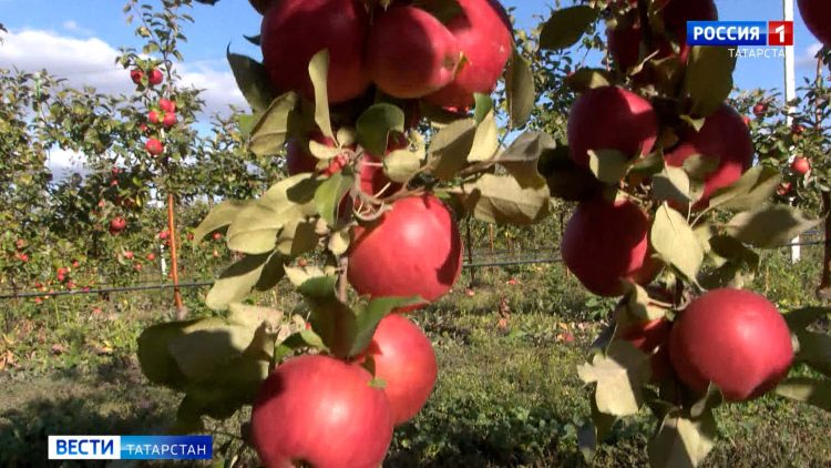 Татарстанские эксперты рассказали, как спасти урожай от заморозков