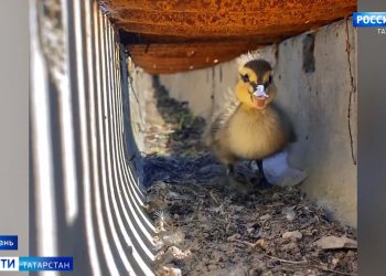 Татарстанские эксперты рассказали, как спасти урожай от заморозков