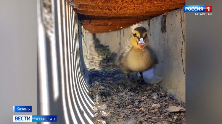 Татарстанские эксперты рассказали, как спасти урожай от заморозков