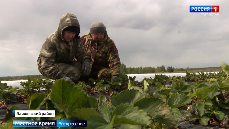 В Татарстане аграрии считают убытки после заморозков