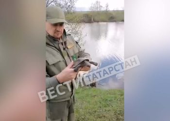 Сотрудники Госкомитета РТ по биоресурсам выпустили на волю, найденную у дороги черепаху