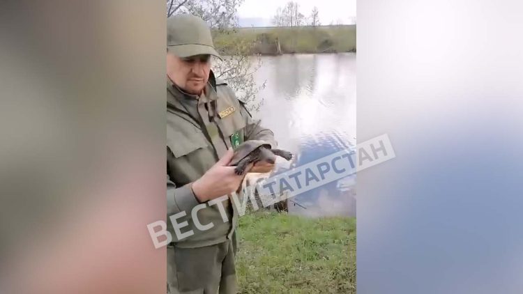 Сотрудники Госкомитета РТ по биоресурсам выпустили на волю, найденную у дороги черепаху
