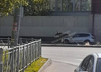 В Советском районе местные жители заметили лося