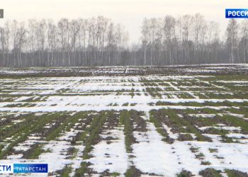 Татарстанские эксперты озвучили проблемы, с которыми столкнулись аграрии в начале весеннего сезона