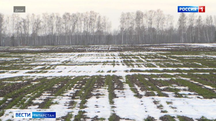 Татарстанские эксперты озвучили проблемы, с которыми столкнулись аграрии в начале весеннего сезона
