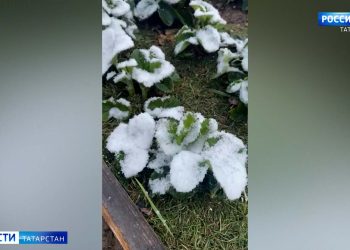 Татарстанские эксперты рассказали, как спасти урожай от заморозков