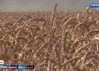 Рост экспорта зерна из Татарстана: качество, лабораторные исследования и международные стандарты
