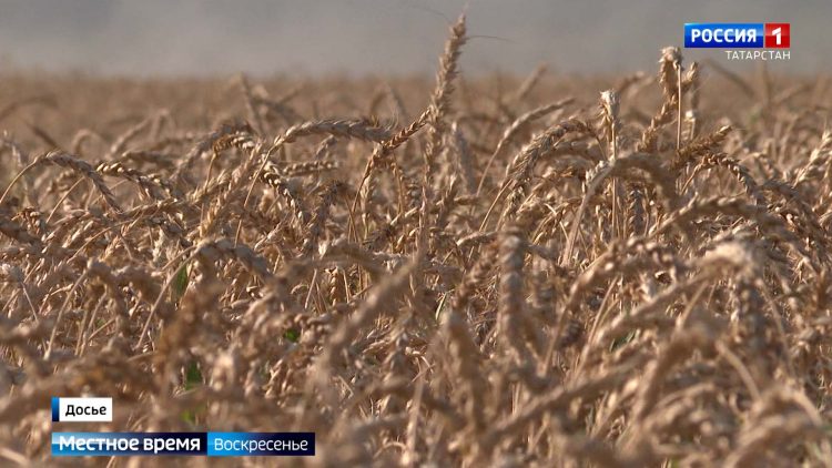 Рост экспорта зерна из Татарстана: качество, лабораторные исследования и международные стандарты