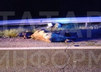 В Мамадышском районе произошло смертельное ДТП с участием легковушки и лося