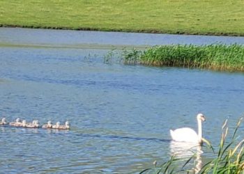 В Муслюмовском районе у пары лебедей вылупилось восемь птенцов