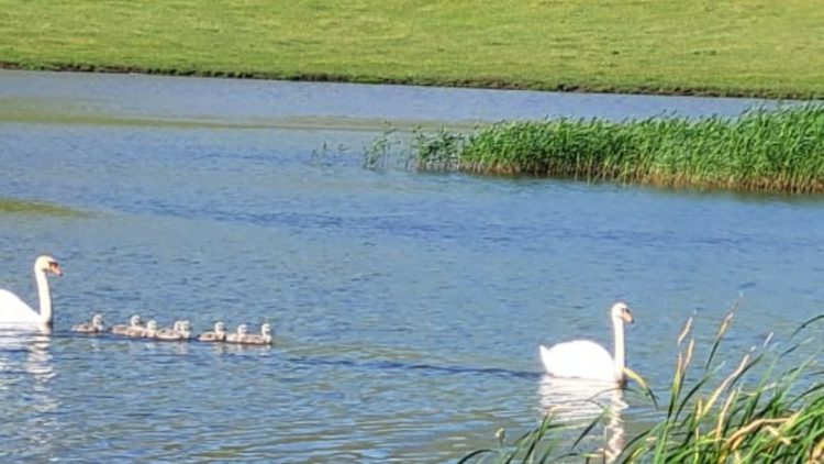 В Муслюмовском районе у пары лебедей вылупилось восемь птенцов