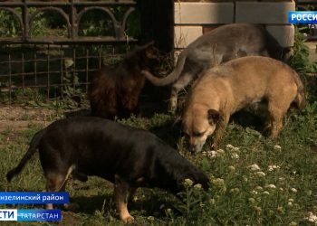 «Выходить страшно, бросаются на людей»: жительница Мензелинского района привезла на участок больше сотни кошек и собак