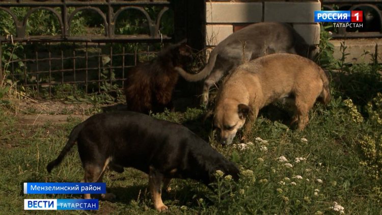 «Выходить страшно, бросаются на людей»: жительница Мензелинского района привезла на участок больше сотни кошек и собак