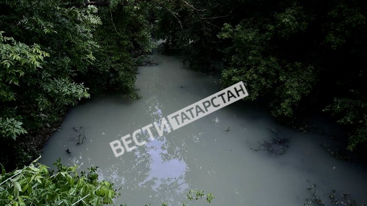 В Арском районе зафиксирован массовый мор рыбы