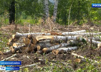 Жители Пестречинского района требуют остановить строительство дороги, чтобы сохранить лес