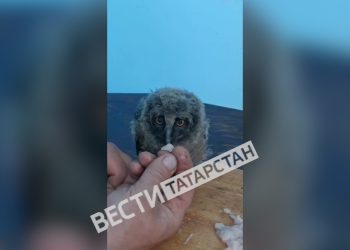 В Чистополе спасли краснокнижного совенка