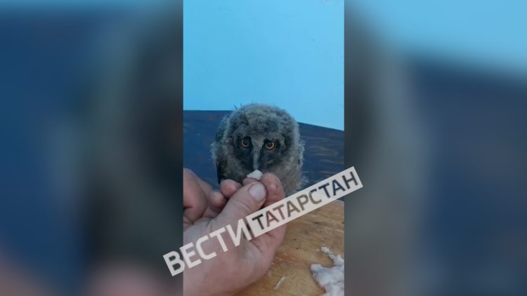 В Чистополе спасли краснокнижного совенка