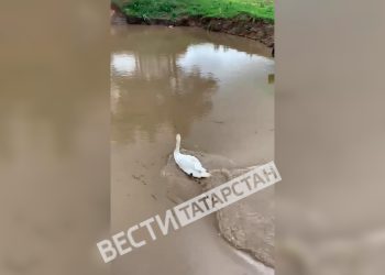 В Зеленодольском районе спасли лебедя