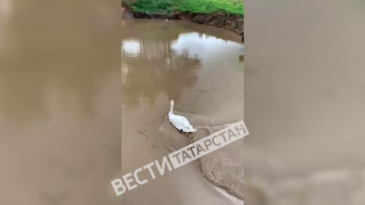 В Зеленодольском районе спасли лебедя