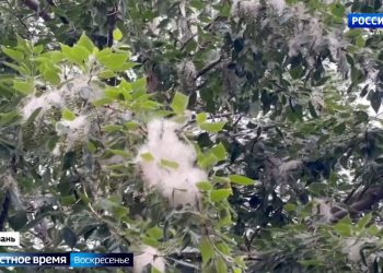 Эксперты рассказали, как аллергикам пережить сезон цветения