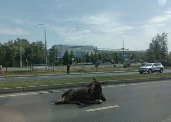 На Оренбургском тракте сбили лося