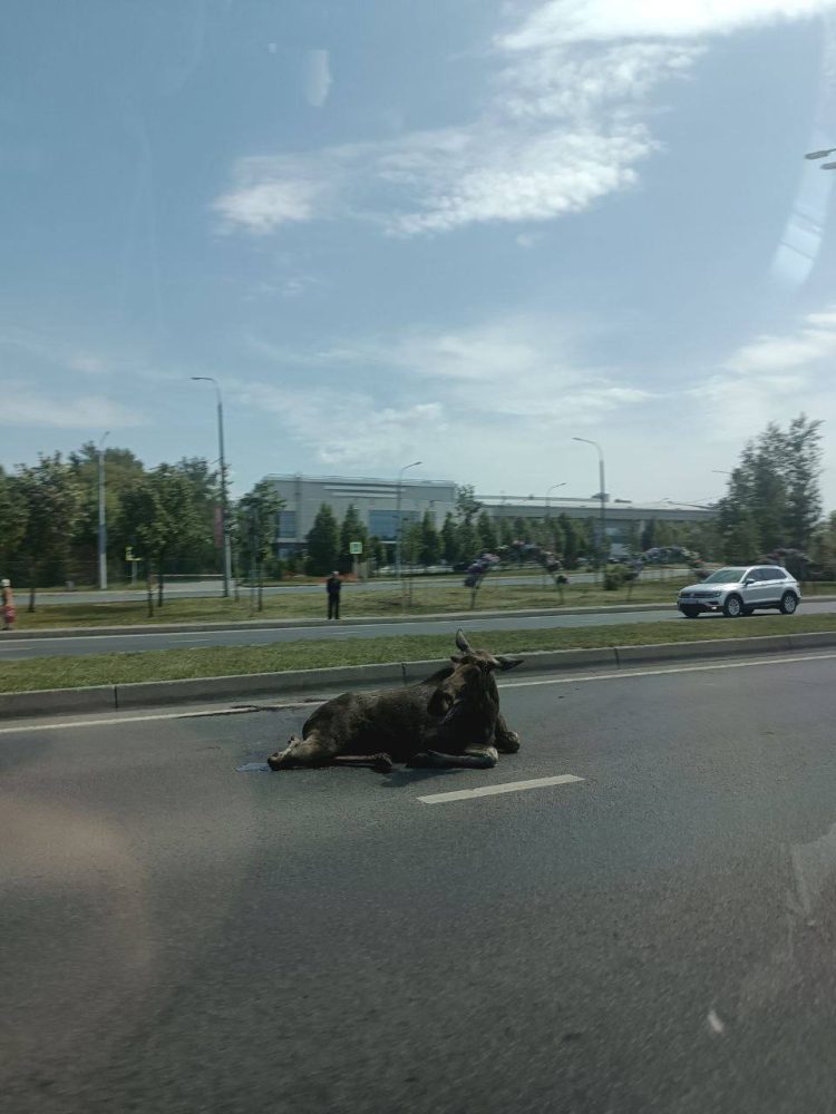 На Оренбургском тракте сбили лося