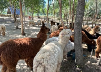 В Зеленодольском районе открылся парк альпак