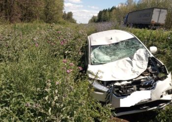 На дорогах Татарстана насмерть сбили двух лосей и косулю