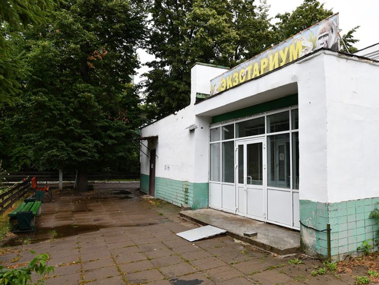 В казанском зооботсаду появились австралийские палочники