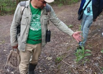 В Казани из-за аномальной жары погибли краснокнижные растения