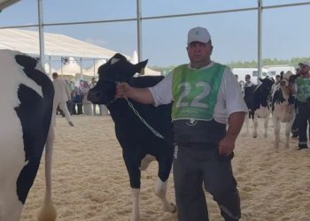 Минниханов опубликовал видео с конкурса красоты среди коров