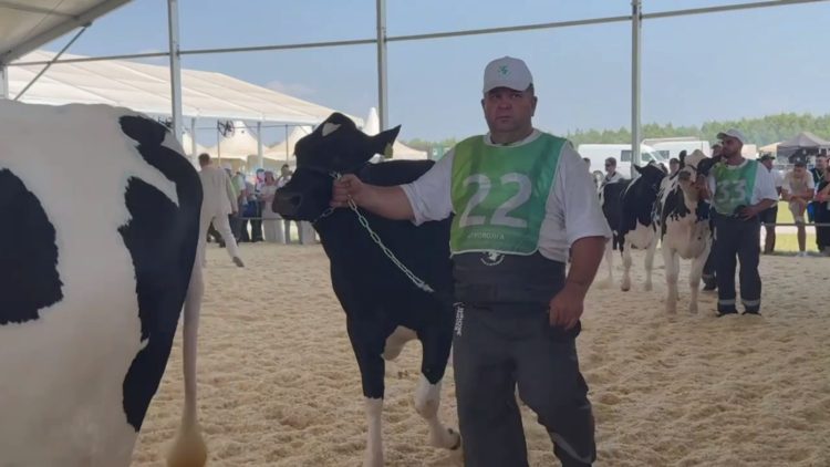 Минниханов опубликовал видео с конкурса красоты среди коров