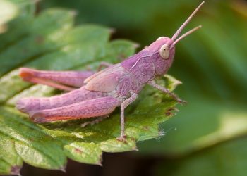 Татарстанцам объяснили появление розовых «кузнечиков»