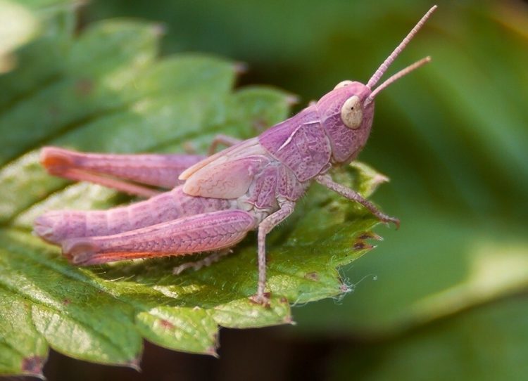 Татарстанцам объяснили появление розовых «кузнечиков»