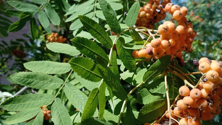 Вести ПФО (26.07.24)