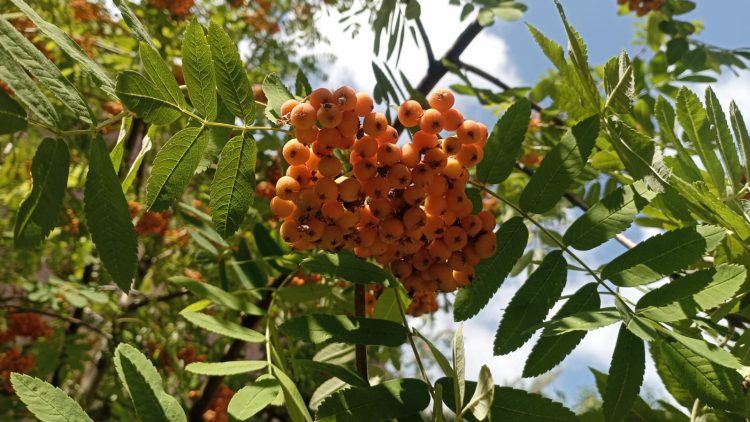 Вести ПФО (26.07.24)