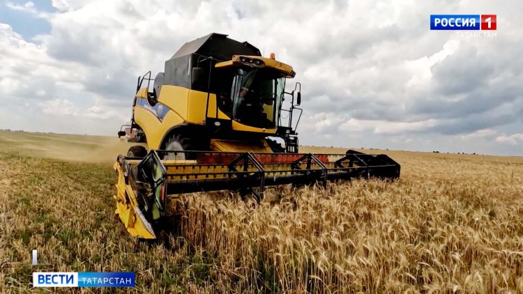 В 27 районах Татарстана приступили к уборке урожая зерновых