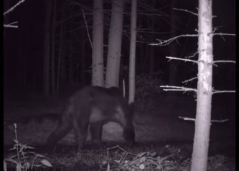 В Буинском районе заметили медведя