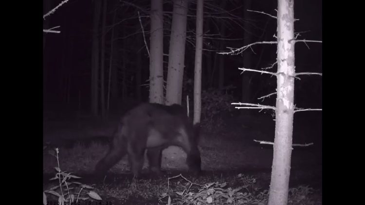 В Буинском районе заметили медведя