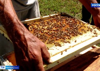 В Альметьевском районе зафиксировали массовый мор пчел